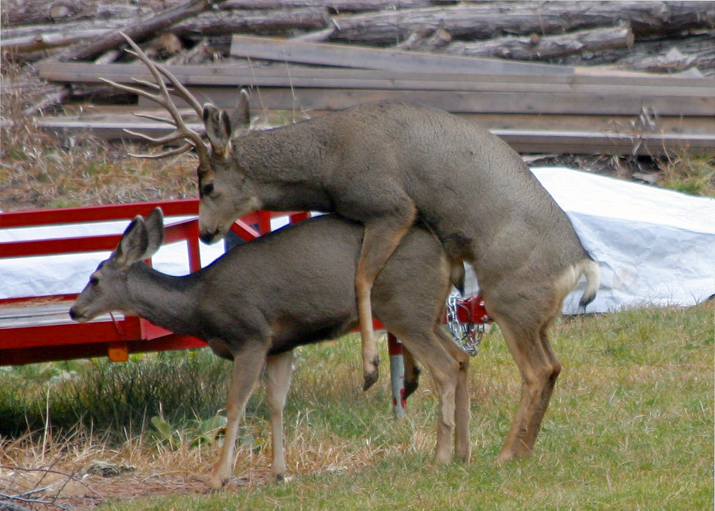 mule deer sex.