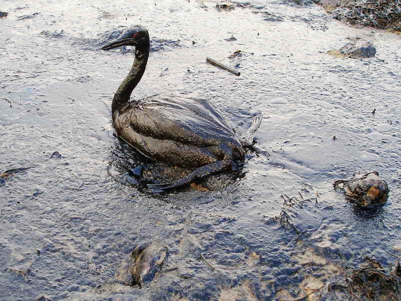 Oiled Bird - Black Sea Oil Spill 11/12/07 | Photos by Igor G… | Flickr