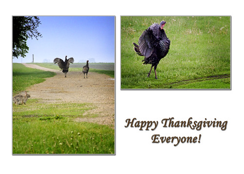 thanksgiving bird minnesota animals farms turkeys gobble dcumminsusa dcummins dscf1063edited2