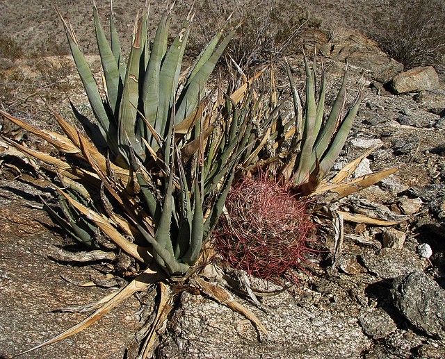Barrel Cactus and Yucca