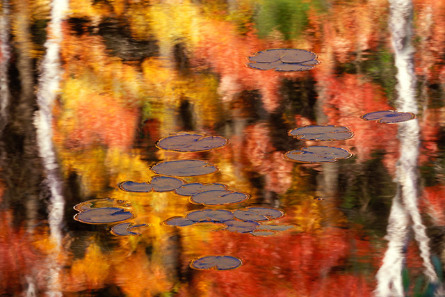 Lily Pads Reflecting in Autumn Colors