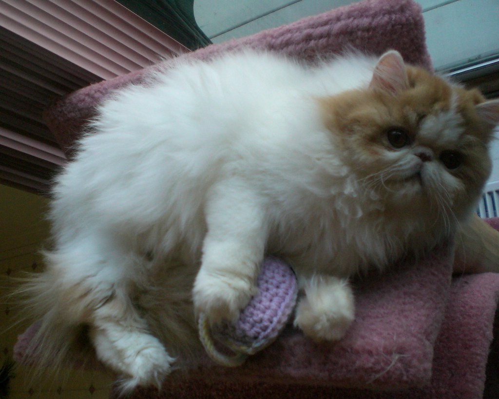 persian cat baby black