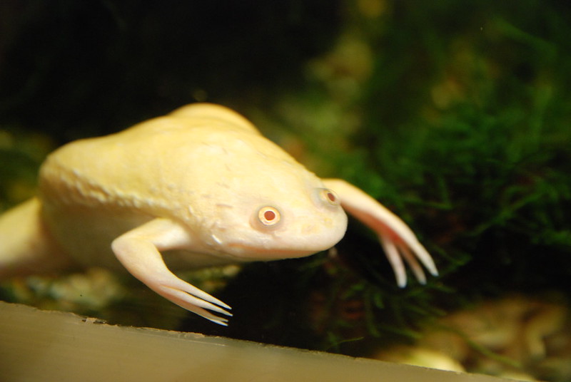 African Clawed Frog (albino)