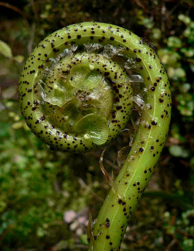 Kiokio (Blechnum novae-zelandiae)