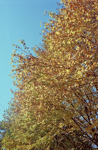 YELLOW | Aria + Planar50mm/f1.4 + Kodak100UC | katsuuu 44 | Flickr