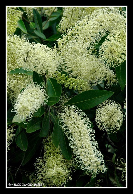 Buckinghamia celsissima - Ivory Curl Flower