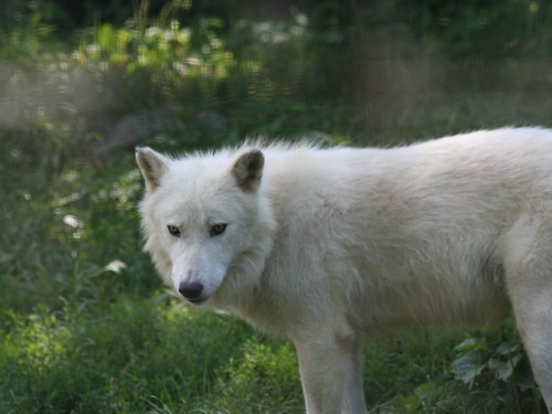 Arctic Wolf's Glare | The unnerving glare of the Arctic Wolf… | Flickr