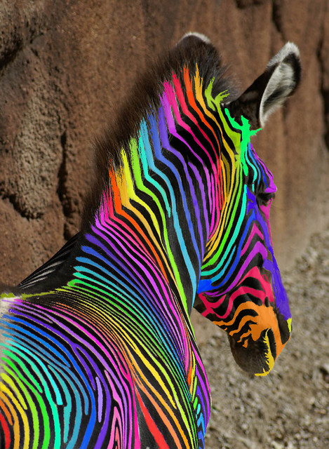 An Extreemely Rare Rainbow Zebra, Please take the time to l…