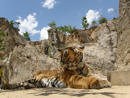 Tiger at the Tiger Temple