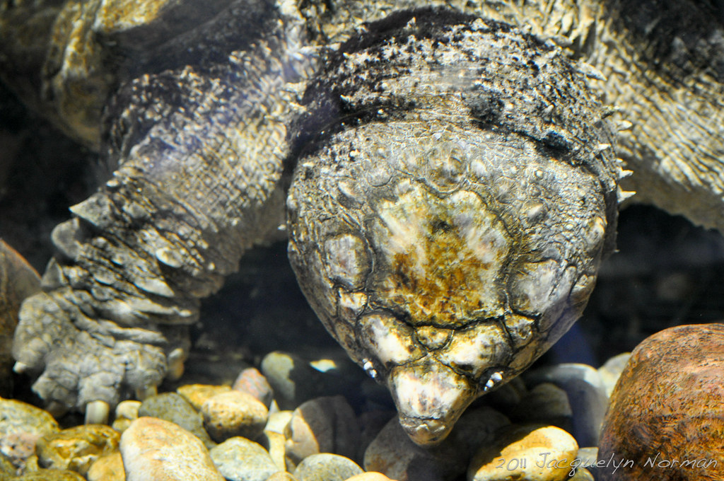 Giant Snapping Turtle | Jacquelyn Norman | Flickr