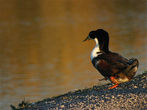 Watching The Sun Go Down Together...Priceless.... by mightyquinninwky, sunset sun sunlight reflection duck kentucky ducks couples waterbird inlet waterfowl smalltown grave