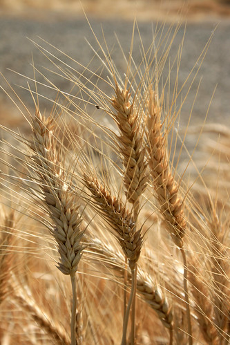 oats farmington