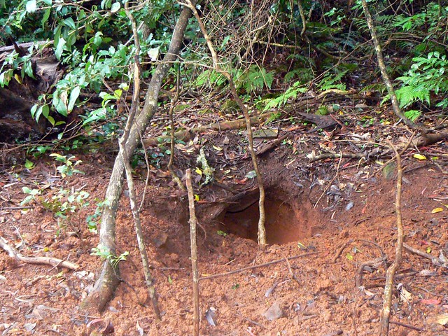 Wombat hole