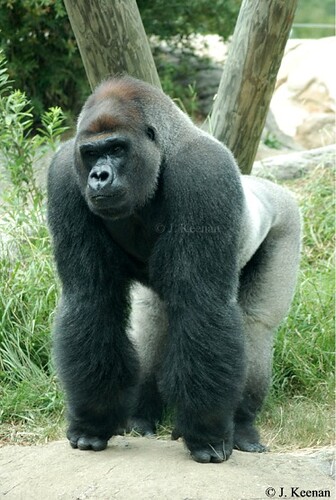Western Lowland Gorilla - Gorilla gorilla gorilla