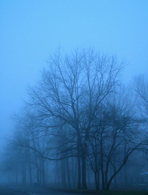 Foggy Forest