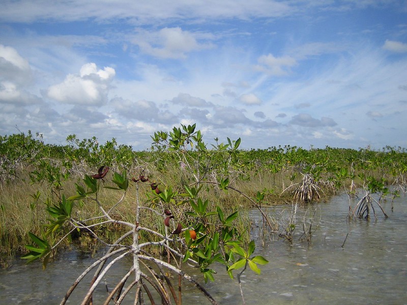 Mangroves at Sian Ka'an