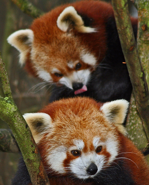 Red Panda Twins: Sandy & Mandy