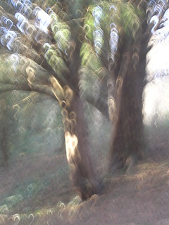 Yew trees