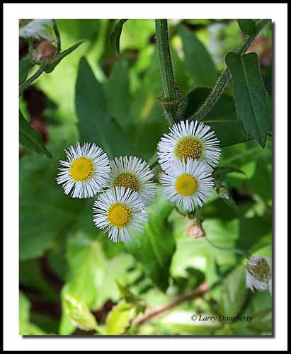 Daisy Fleabanes | I don't know the name of this plant but th… | Flickr