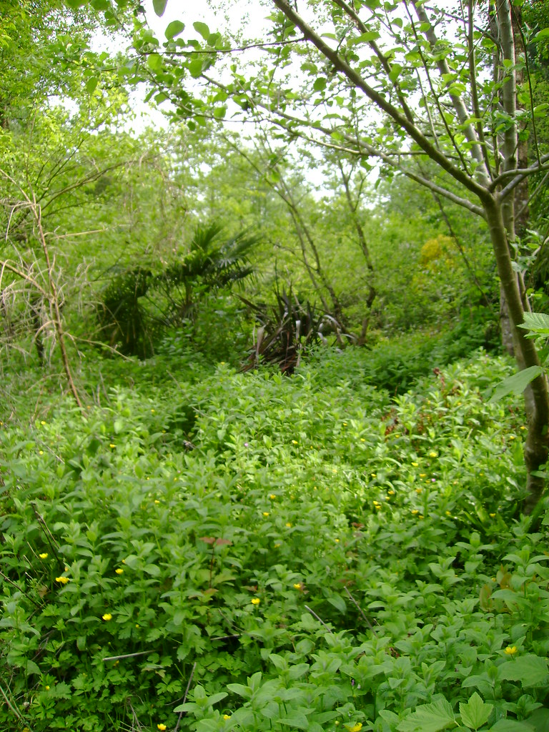 agroforestry-research-trust-068-london-permaculture-flickr