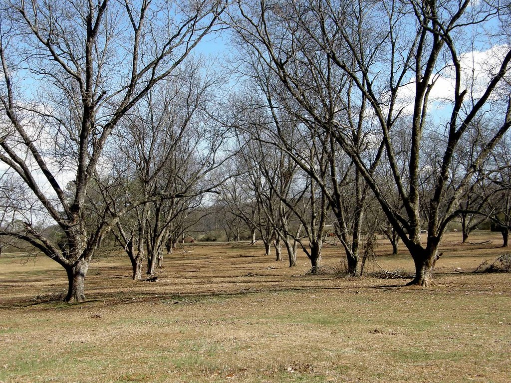 Old Dr. Mashburn's Pecan Orchard~Now a Horse Pasture