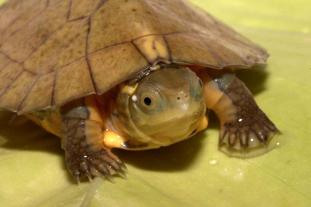 Four-eyed turtle | Sacalia quadriocellata. Hatched 10 May 20… | Flickr