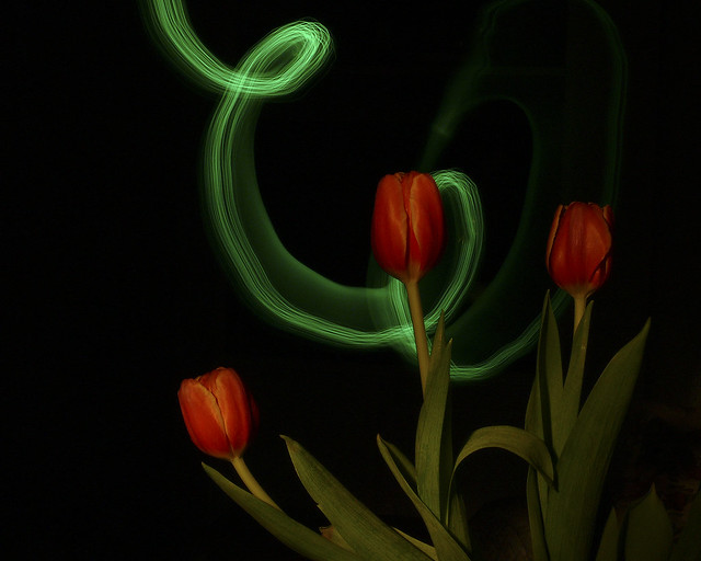 Tulips Painted with Light