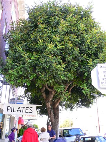 Ceratonia seliqua Carob  tree Cole and Parnassus tree