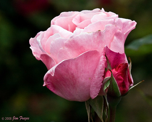Rose-colored Rose by Jim Frazee