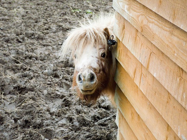 Cheeky little pony
