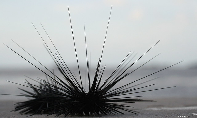 Sea Urchin (Diadema antillarum)