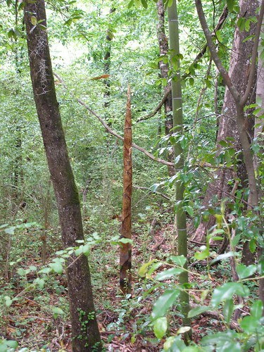 plant nature mississippi bamboo