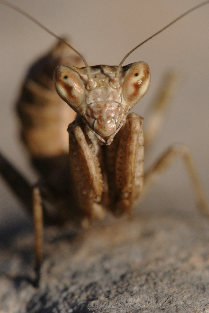 Portrait of a mantis by macropoulos