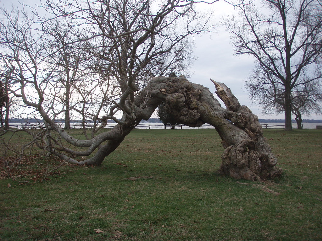 arbres | Flickr