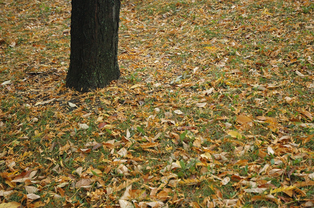 Gompers Park