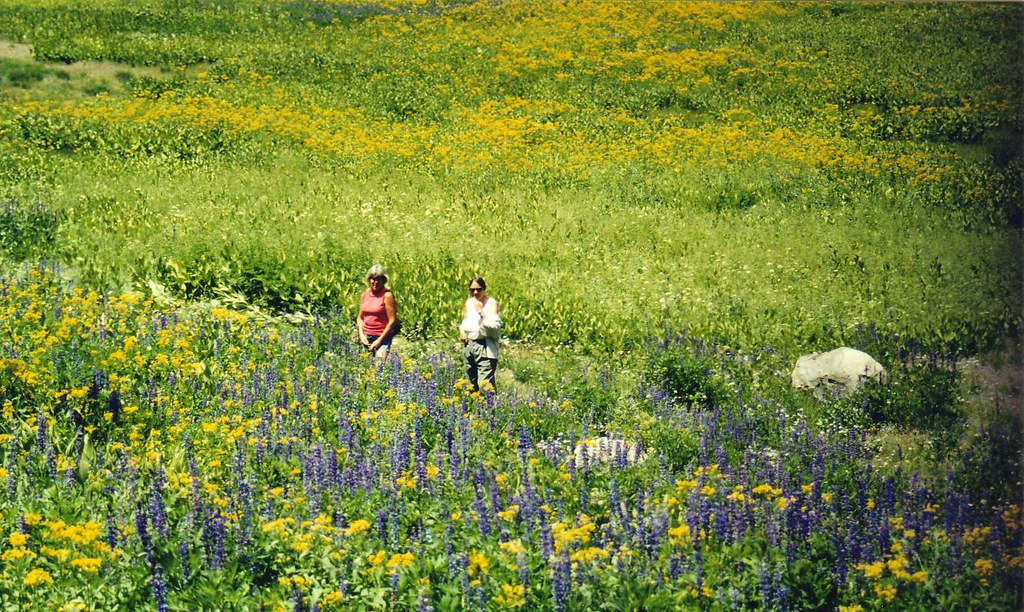 Tragedy Springs Wildflowers | The Meadow fills with seasonal… | Flickr