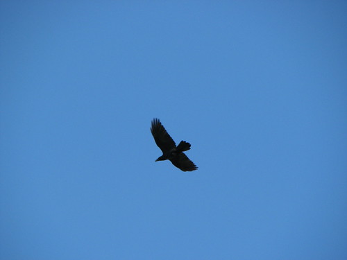 statepark bird tennessee birding raven ornithology frozenhead hodge corvuscorax commonraven morgancounty frozenheadstatepark