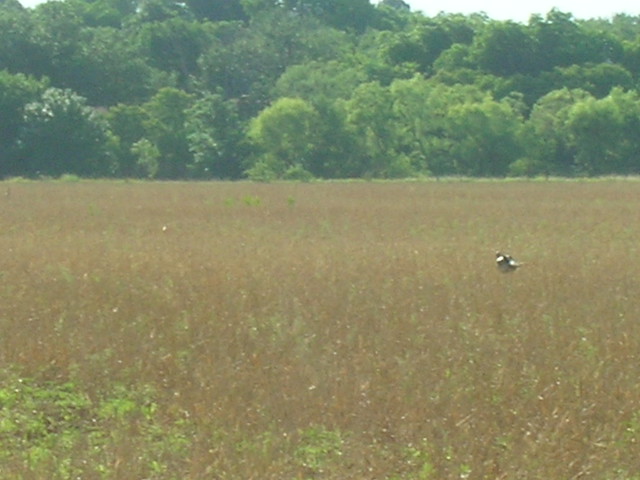 Wild Turkey in Field