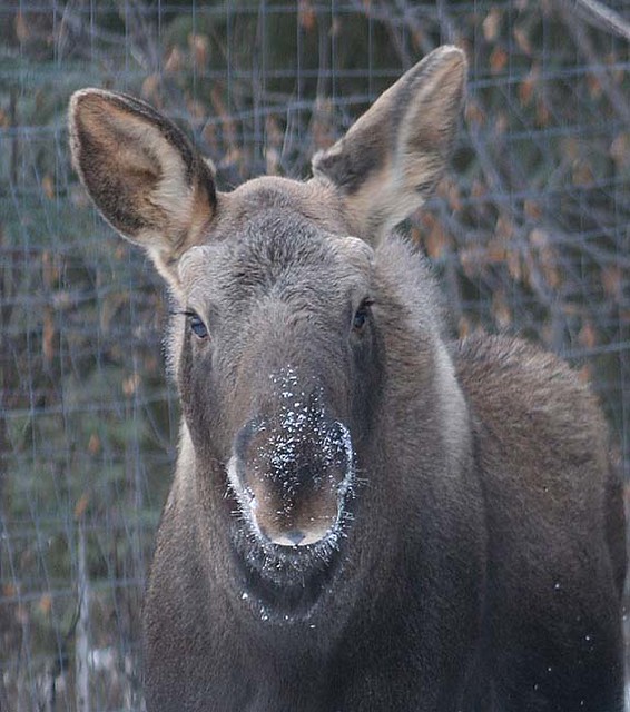 Winter Garden Moose