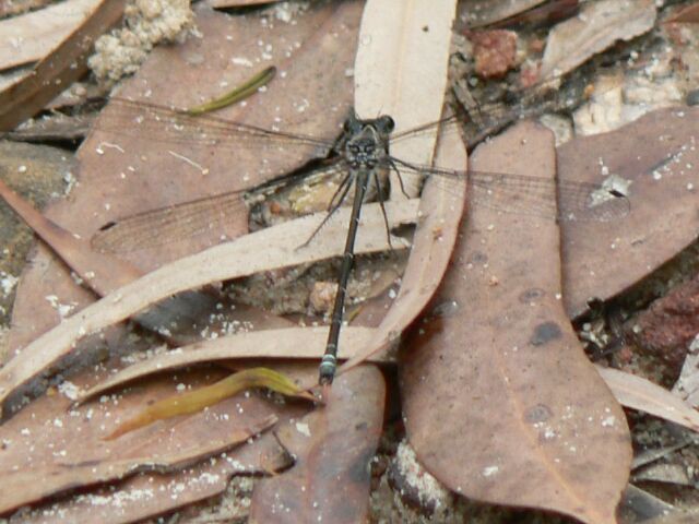 Euroka dragonfly1 | Spotted in the Blue Mountains. | oldbonegal | Flickr