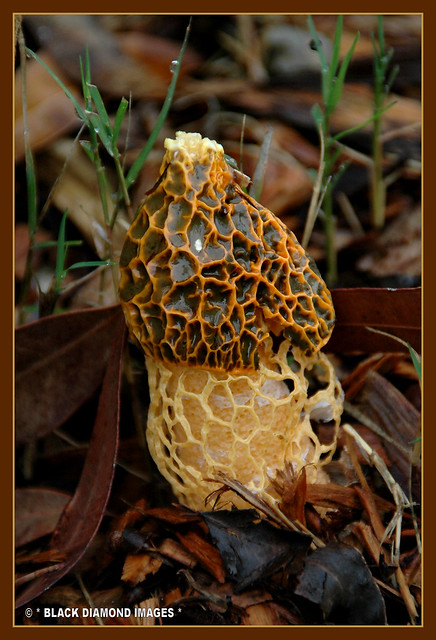 Phallus multicolor - Stinkhorn Fungi