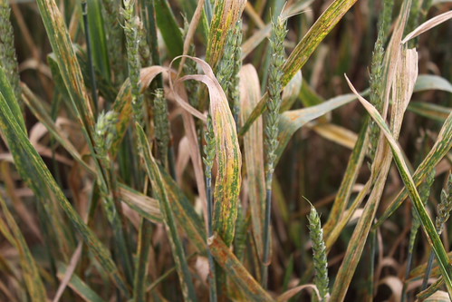 Ug99 stem rust on wheat | Wheat showing symptoms of stem rus… | Flickr