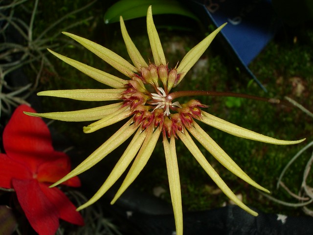 Bulbophyllum brevibrachiatum 2006-07-18 01