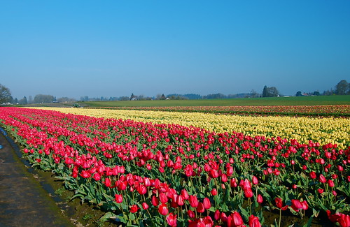 Tulip Fields by pamelalong