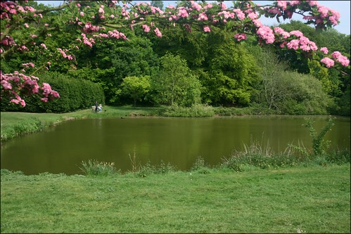 Hascombe Pond 