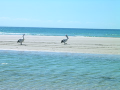 Pelicans, Moreton Island