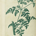 Flickr photo 'Conium maculatum, Hemlock' by: uwdigitalcollections.
