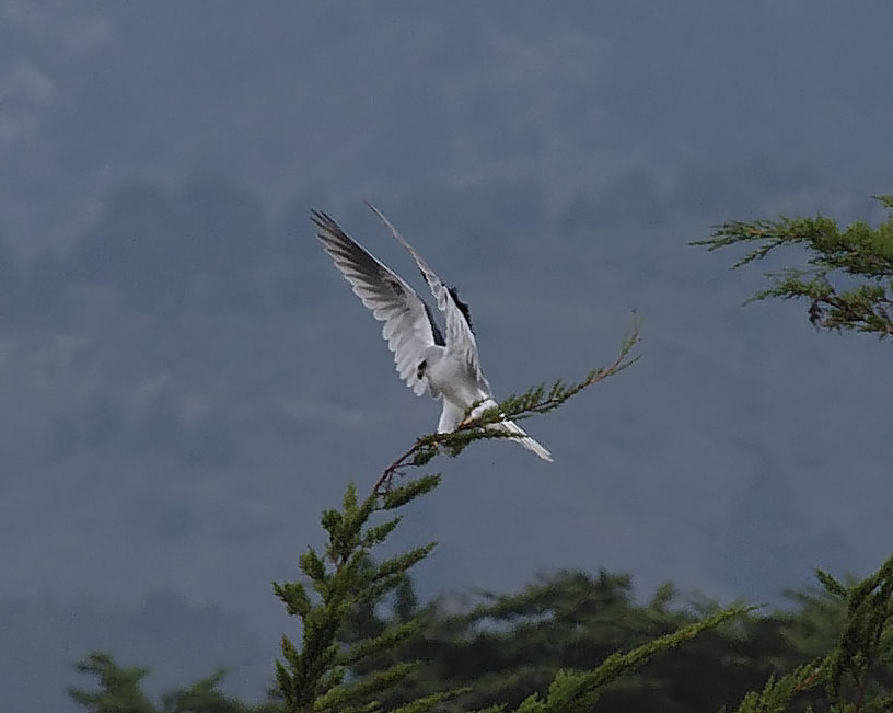 white-tailed-kite2