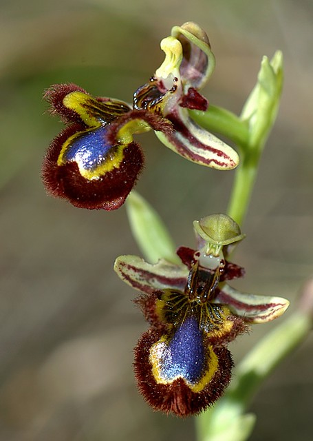 d0802064 | Spiegel-Ragwurz (Ophrys speculum). Mallorca, 13.04.2008