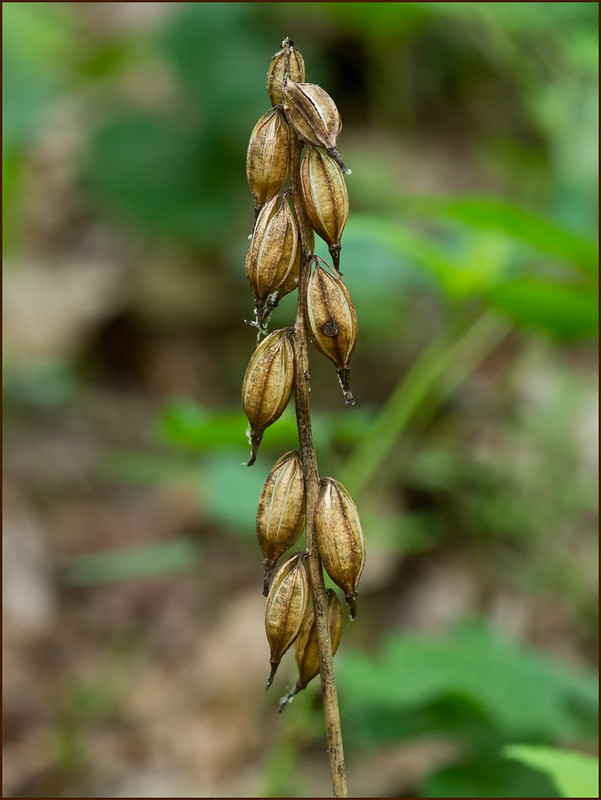 Puttyroot orchid ripe seed capsules